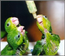 Baby Parrots