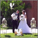 Doves Doves