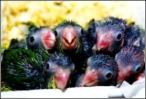 The Baby Birds