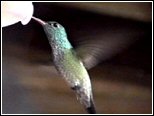 Hummingbird