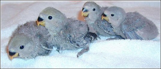 The Baby Birds