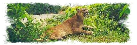 Refugio de Animales