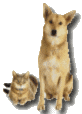 Pets