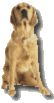 Pets